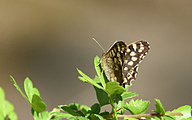Speckled Wood (Pararge aegeria)